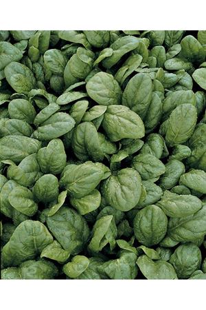 Rembour F1 56-58 Günlük Ispanak