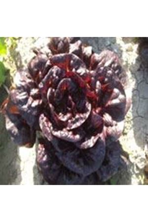 Mordore Yedikule Tipi Marul Tohumu