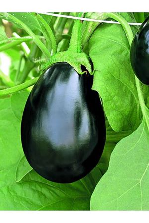 FANTASTİC RZ F1 ( 10- 501 )  OVAL - YUVARLAK PATLICAN TOHUMU