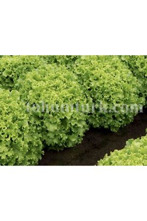 Model Kıvırcık Marul Tohumu