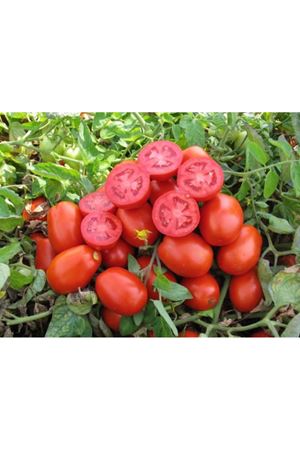 Heinz 9663  Domates Tohumu