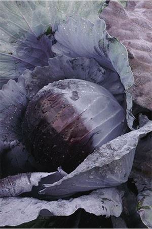 Klimaro F1 Kırmızı Lahana Tohumu