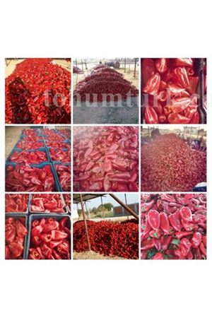 Slonovo Uvo  Super Kapya Biber Tohumu