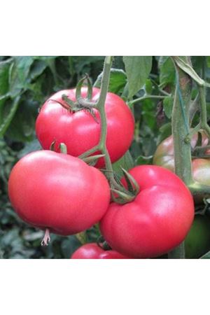 Mamston F1 Sırık Pembe Domates