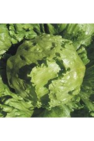 İceking İceberg Marul Tohumu