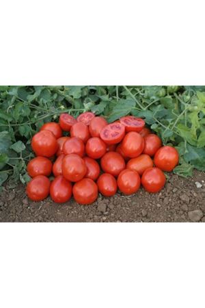 Heinz 9780  Domates Tohumu