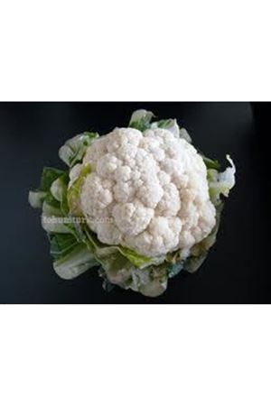 Sorti F1 Karnabahar Tohumu