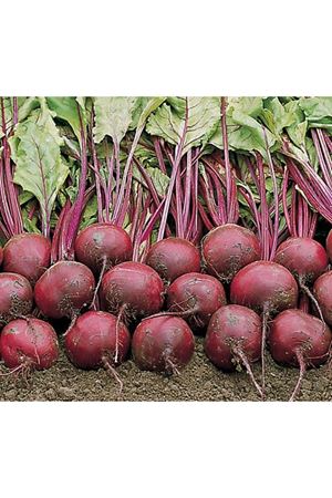 BEJO TOHUM BETOLLO F1 KIRMIZI PANCAR TOHUMU