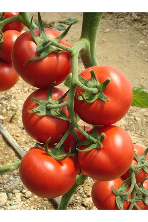 Flinta F1 Salkın Domates Tohumu
