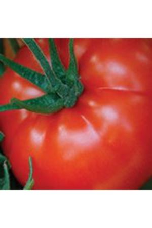 Vitellio F1  Beef Domates Tohumu