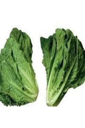 Presidental Yedikule Tipi Marul Tohumu