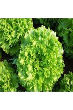 Funfix Kıvırcık Marul Tohumu