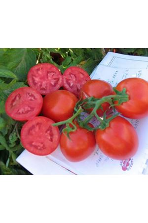 Heinz 5803  Domates Tohumu