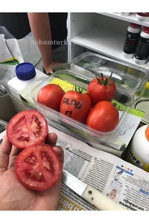 Aldo F1 Salçalık Ve Sofralık Domates Tohumu
