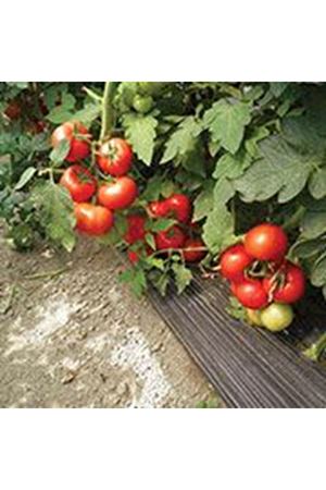 Smagly  Beef Sırık Domates