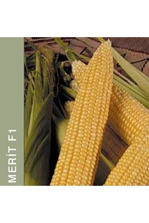 Merit F1 Tatlı Mısır