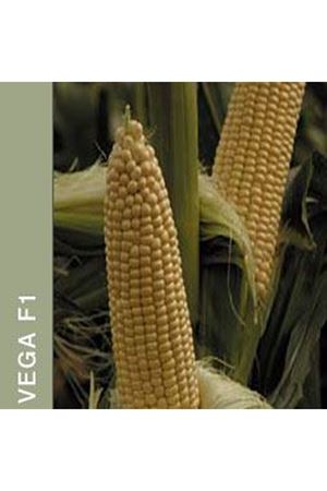 Vega F1 Tatlı Mısır