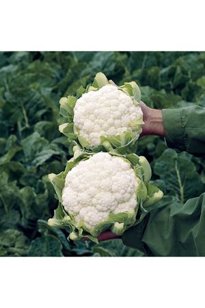 Altamira F1  83-87 Günlük Karnıbahar Tohumu