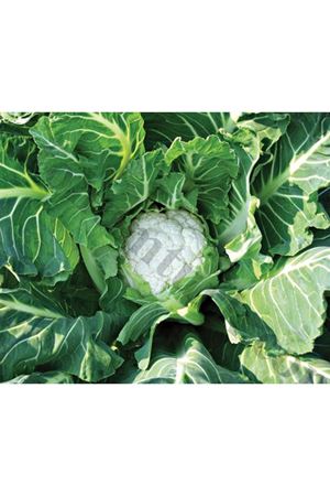 Talbot F1 Geçci Karnabahar Tohumu 125 Günlük