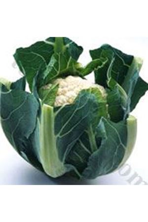 Patsy F1 Erkenci Karnıbahar Tohumu