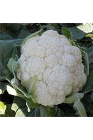 Karnabit F1 80 - 90 Günlük Karnıbahar