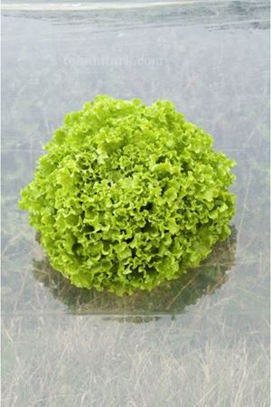 Navarone Kıvırcık Marul Tohumu