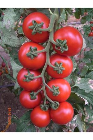Fleksi F1 Domates Tohumu