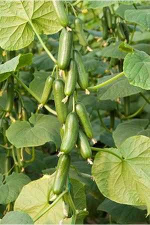 Ptk 40 Silor Hıyar Tohumu