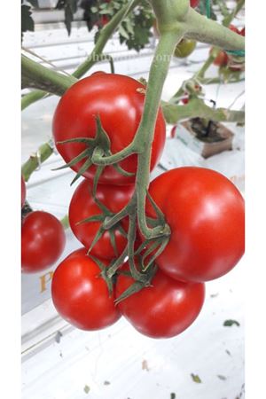 Climbo F1 Sırık Domates Tohumu