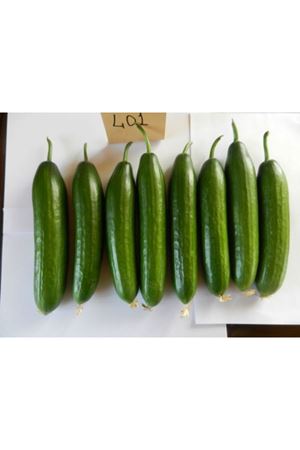 Arsu F1  Hıyar Tohumu