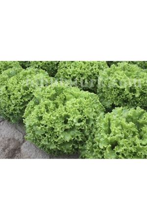 Garone Kıvırcık Marul Tohumu
