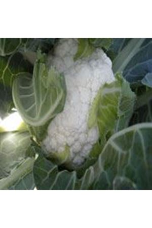 Steady F1  65 - 70 Günlük Karnıbahar