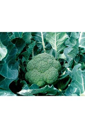 Belstar F1 70- 75 Günlük Brokoli