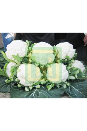 Barcelona F1  65- 70 Günlük Karnıbahar