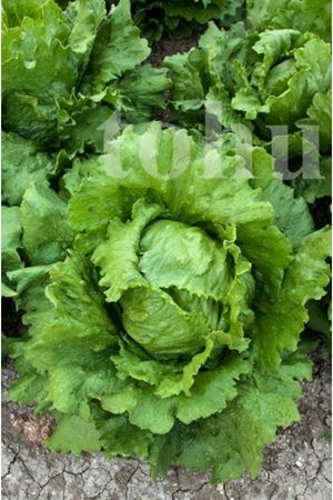 Hotline İceberg Tipi Marul Tohumu