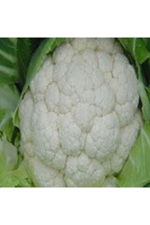 Tetris F1 70-75 Günlük Karnıbahar