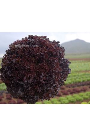 Bacchus Lollo Rossa Tipi Marul Tohumu