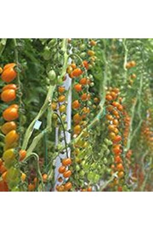 Bambelo F1 Mini Salkım Domates