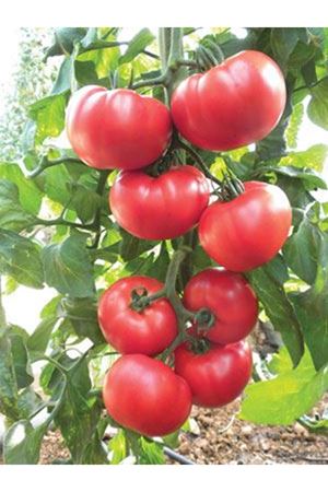 Kocaman F1  Domates Tohumu