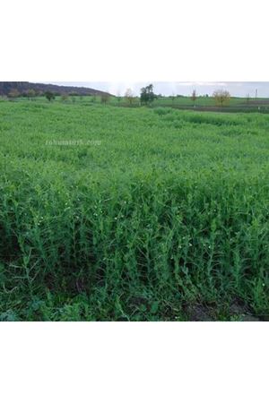 Assas Yem Bezelyesi Tohumu 25 Kg