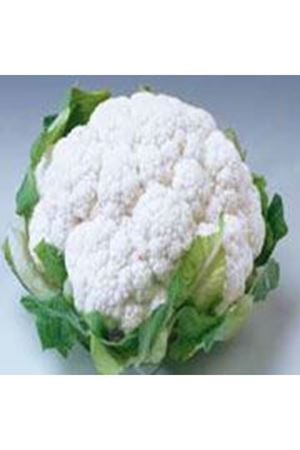 Tolabaron F1 170 - 200 Günlük Karnıbahar