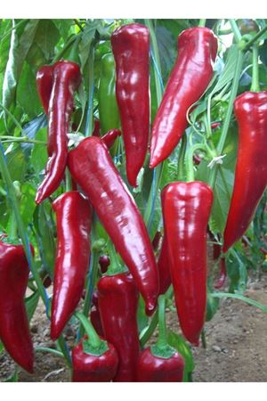 Cümbüş F1 Biber Tohumu