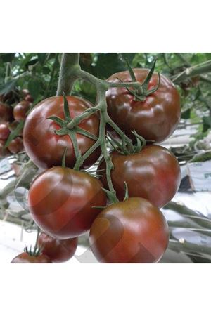 Çiko F1 Spesial Domates