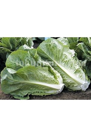 Cefaloni Yedikule Tipi Marul Tohumu