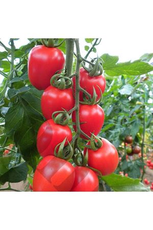 Seyit F1 Kokteyl Domates