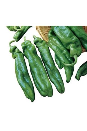 FİTO TOHUM  SİERRA NEVADA f1 TATLI BİBER TOHUMU