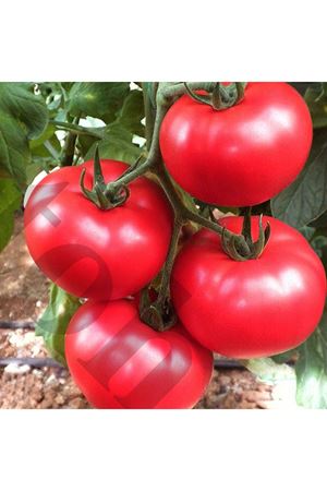Cemile F1 Beef Domates