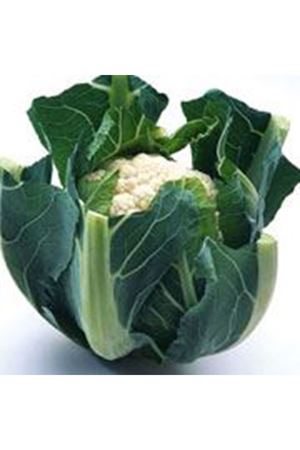 Cartone F1 110 - 125 Günlük Karnabahar Tohumu