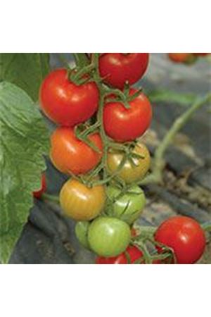 Argyl F1 Salkım Domates