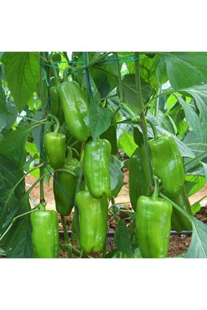 İstek F1 Biber Tohumu